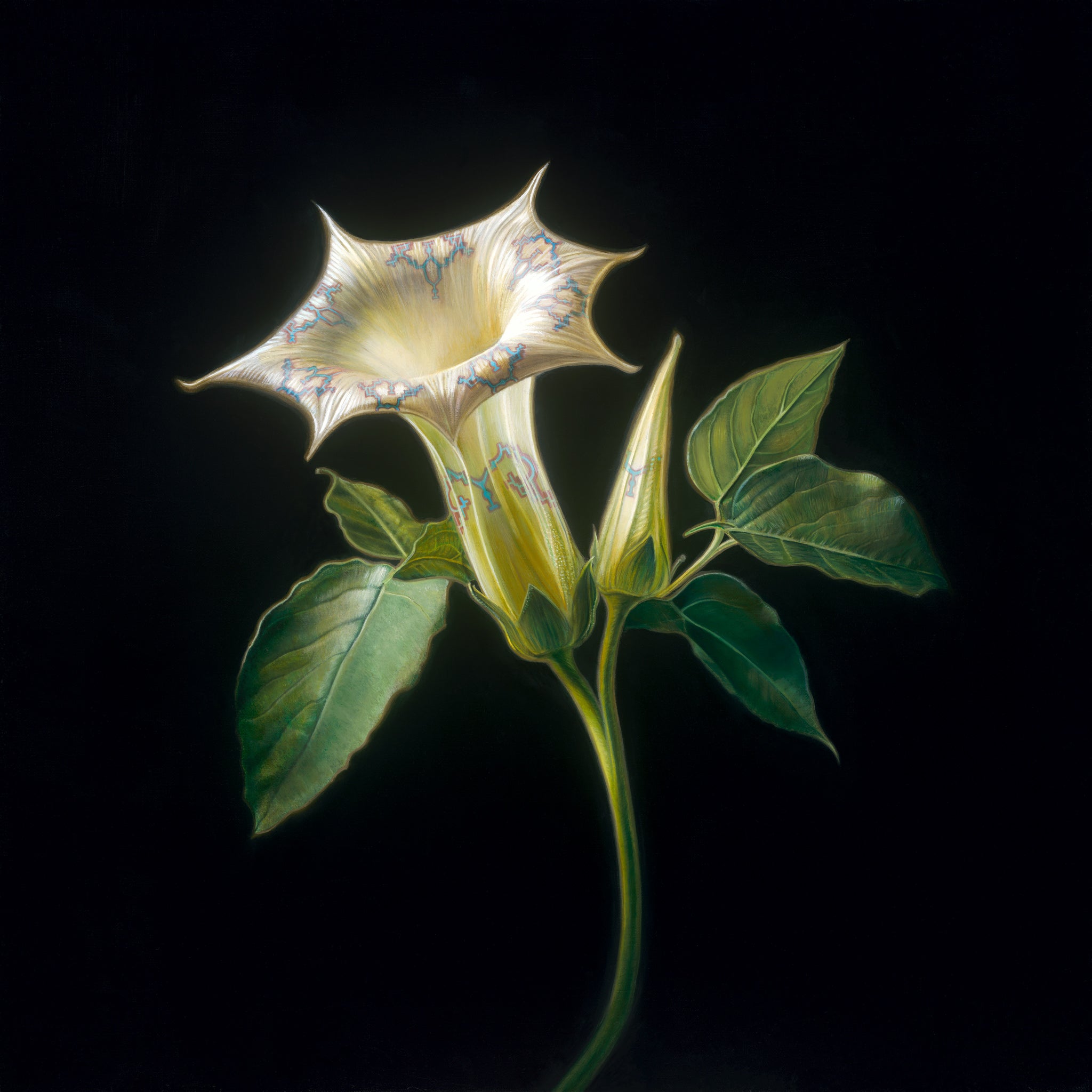 DaTuRa - DaTuRa✳︎Gジャン&ワンピ Datura – RECTANGLE