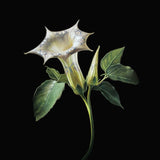 Datura