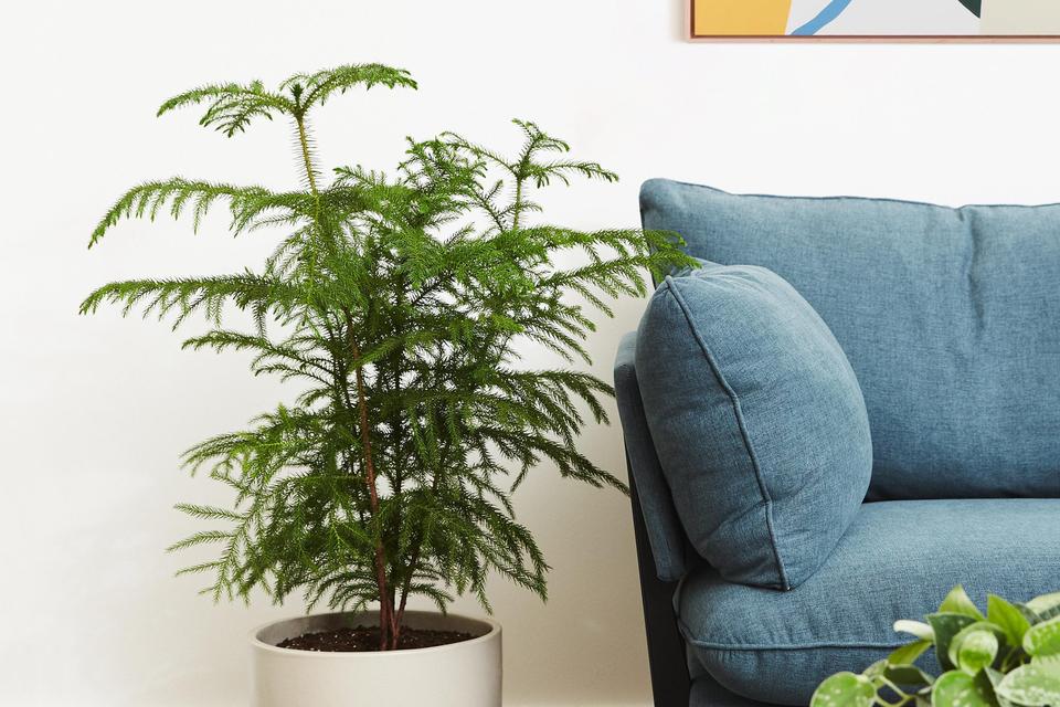 The Perfect Living Room Plant